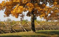 Wooden fence behind an maple tree in autumn